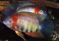 Motley Severum Aquarium Fish, Photo and characteristics