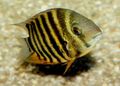 Striped Severum Aquarium Fish, Photo and characteristics