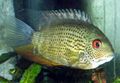 Spotted Severum Aquarium Fish, Photo and characteristics