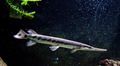 Photo Aquarium Fish Shortnose gar characteristics