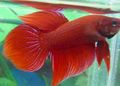 Red Siamese fighting fish, Photo and characteristics
