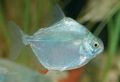 Round Aquarium Fish Silver Dollar Tetra care and characteristics, Photo
