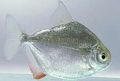 Silver Silver Dollars Aquarium Fish, Photo and characteristics