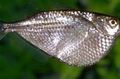 Triangular Aquarium Fish Silver Hatchet care and characteristics, Photo