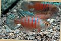 Photo Aquarium Fish Simpsonichthys characteristics
