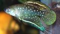Black Simpsonichthys Aquarium Fish, Photo and characteristics