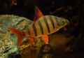 Oval Aquarium Fish Six-banded Distichodus care and characteristics, Photo