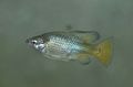 Oval Aquarium Fish Skiffia care and characteristics, Photo