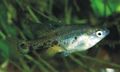 Spotted Skiffia Aquarium Fish, Photo and characteristics