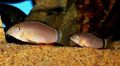 Brown Aquarium Fish Skunk Loach, Botia morleti, Botia horae characteristics, Photo