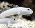 White Sleeper Blue Dot Goby (Sixspot Goby) Aquarium Fish, Photo and characteristics