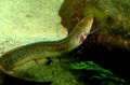 Serpentin Schlanke Lungenfisch kümmern und Merkmale, Foto