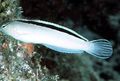 Photo Aquarium Fish Smiths fang blenny, White Blenny description and characteristics