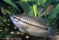 Elongated Aquarium Fish Snakeskin Gourami care and characteristics, Photo