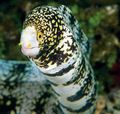 Serpentin Zierfische Schneeflocke Aal kümmern und Merkmale, Foto