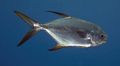 Silver Snubnose pompano Aquarium Fish, Photo and characteristics