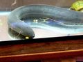 Serpentin Südamerikanischer Lungenfisch kümmern und Merkmale, Foto