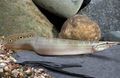 Serpentin Zierfische Spiney Aal kümmern und Merkmale, Foto