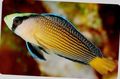 Photo Aquarium Fish Splendid Dottyback characteristics