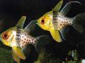 Motley Spotted Cardinalfish, Photo and characteristics