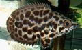 Spotted Spotted Climbing Perch, Leopard Bushfish, Photo and characteristics