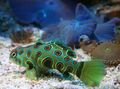Spotted Spotted Green Mandarin Fish, Photo and characteristics