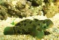 Green Spotted Green Mandarin Fish, Photo and characteristics