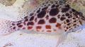 Spotted Spotted hawkfish, Photo and characteristics