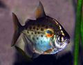 Round Aquarium Fish Spotted metynnis care and characteristics, Photo