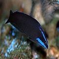 Black Springeri Dottyback Aquarium Fish, Photo and characteristics