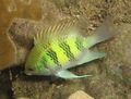 Oval Staghorn Damselfish care and characteristics, Photo