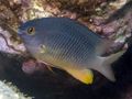 Oval Aquarium Fish Stegastes care and characteristics, Photo