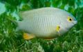 White Stegastes Aquarium Fish, Photo and characteristics
