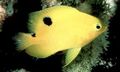 Yellow Stegastes Aquarium Fish, Photo and characteristics