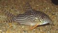 Elongated Aquarium Fish Sterba's Cory care and characteristics, Photo