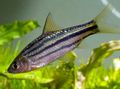 Photo Aquarium Fish Striped Barb characteristics