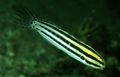 Elongated Aquarium Fish Striped Blenny care and characteristics, Photo