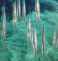 Elongated Striped Shrimpfish care and characteristics, Photo