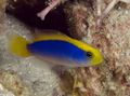 Motley Sunrise Dottyback Aquarium Fish, Photo and characteristics