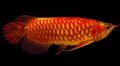 Elongated Aquarium Fish Super red arowana care and characteristics, Photo