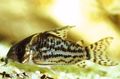 Spotted Swartz's Cory Cat Aquarium Fish, Photo and characteristics