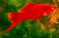 Red Aquarium Fish Swordtail, Xiphophorus helleri characteristics, Photo