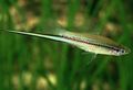Green Aquarium Fish Swordtail, Xiphophorus helleri characteristics, Photo