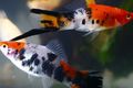 Motley Aquarium Fish Swordtail, Xiphophorus helleri characteristics, Photo