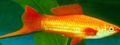 злато Свордтаил Акваријумске Рибице, фотографија и карактеристике