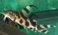 Spotted Synodontis decorus Aquarium Fish, Photo and characteristics