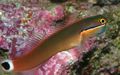 Elongated Aquarium Fish Tail Spot Blenny care and characteristics, Photo