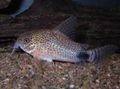 Photo Aquarium Fish Tailspot corydoras characteristics