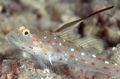 Spotted Tangaroa Goby Aquarium Fish, Photo and characteristics