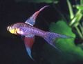 Spotted Terranatos Aquarium Fish, Photo and characteristics
